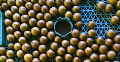 Pre-drying macadamia nuts in ventilated bins
