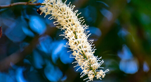 Macadamia flower formation on tree