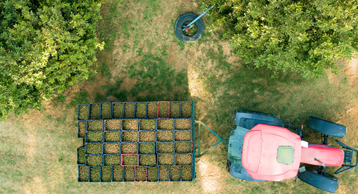 Macadamia harvest and pruning season