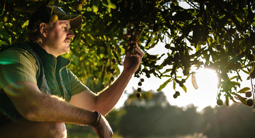 Macadamia orchard pest control during growing season
